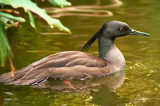 Pato.png